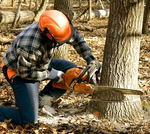 Tree Removal in Belvidere Center, VT